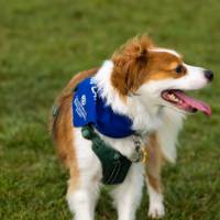 Laker pet at the dog park.